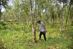 Agarwood In Assam