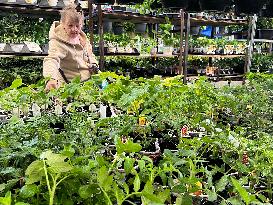 Canadians Shop For Plants And Flowers During The Victoria Day Long Weekend