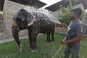 Elephant Beat The Heat : Hot Summer Day