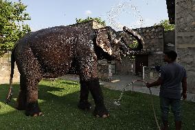 Elephant Beat The Heat : Hot Summer Day
