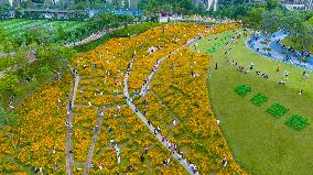 Blooming Sulfur Chrysanthemum in Chongqing