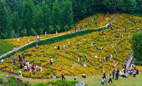 Blooming Sulfur Chrysanthemum in Chongqing