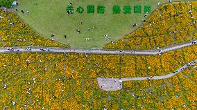 Blooming Sulfur Chrysanthemum in Chongqing