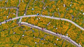 Blooming Sulfur Chrysanthemum in Chongqing