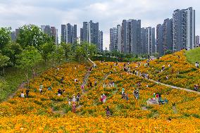 Blooming Sulfur Chrysanthemum in Chongqing
