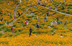 Blooming Sulfur Chrysanthemum in Chongqing