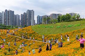 Blooming Sulfur Chrysanthemum in Chongqing