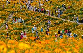 Blooming Sulfur Chrysanthemum in Chongqing