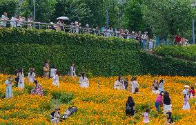 Blooming Sulfur Chrysanthemum in Chongqing