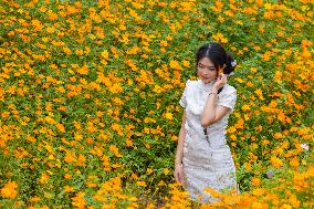 Blooming Sulfur Chrysanthemum in Chongqing