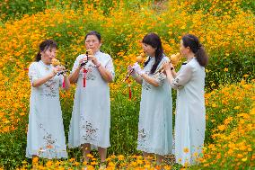 Blooming Sulfur Chrysanthemum in Chongqing