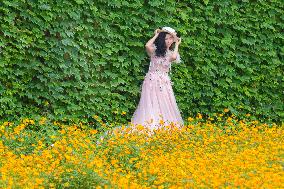 Blooming Sulfur Chrysanthemum in Chongqing