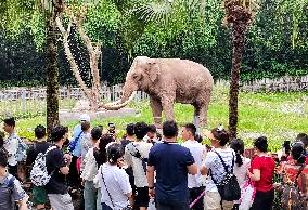 Elephant Perform in Chongqing Zoo