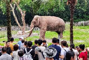 Elephant Perform in Chongqing Zoo