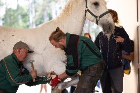 SLOVENIA-LIPICA-STUD FARM-444TH ANNIVERSARY