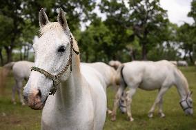 SLOVENIA-LIPICA-STUD FARM-444TH ANNIVERSARY