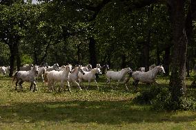 SLOVENIA-LIPICA-STUD FARM-444TH ANNIVERSARY