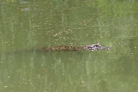 AmazingAnhui | Yangtze alligator guardian in E China nature reserve