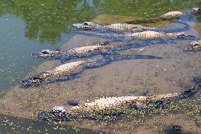 AmazingAnhui | Yangtze alligator guardian in E China nature reserve