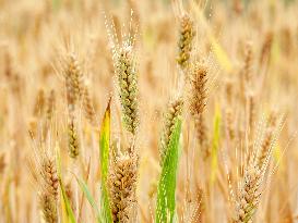 Wheat Mature