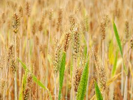 Wheat Mature