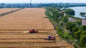 Wheat Harvest in Kunshan
