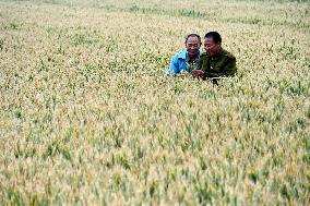 Wheat Harvest in Handan