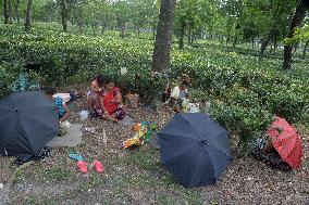 India Weather Summer Tea Garden Workers