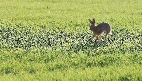 The European hare