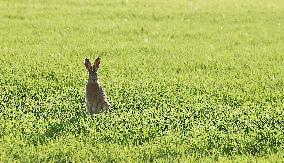 The European hare