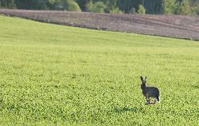 The European hare