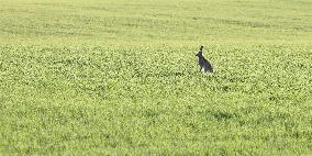 The European hare