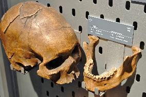 Upper Cave Man Fossil Skull