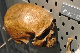 Upper Cave Man Fossil Skull