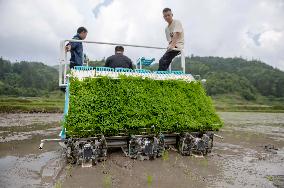 Farmers Cultivate Rice Seedlings in Congjiang