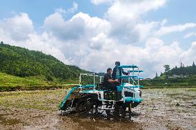 Farmers Cultivate Rice Seedlings in Congjiang