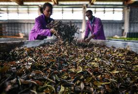 KENYA-TEA HARVEST-PURPLE TEA