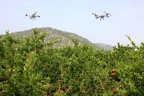 Drone Agriculture in Zaozhuang