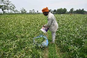 Okras Harvest In Assam