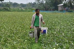 Okras Harvest In Assam