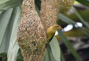 Baya Weaver In Assam