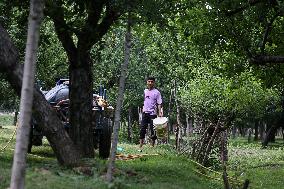 Horticulture In Kashmir