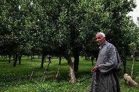 Horticulture In Kashmir