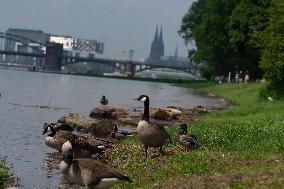Flood Situation In Cologne