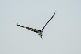 Osprey And Other Wildlife At The Oxbow Nature Conservancy