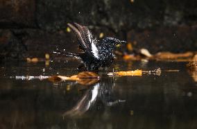 Oriental Magpie-robin (Copsychus Saularis) - Animal India