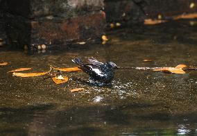 Oriental Magpie-robin (Copsychus Saularis) - Animal India
