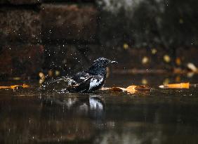 Oriental Magpie-robin (Copsychus Saularis) - Animal India