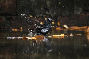 Oriental Magpie-robin (Copsychus Saularis) - Animal India