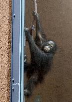 New facility for orangutans at northern Japan zoo